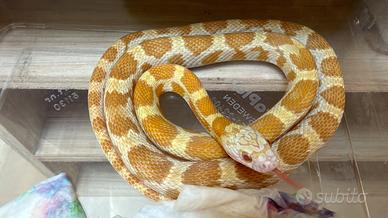 Serpente del grano
