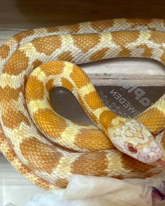 Serpente del grano