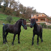 Cavallo Frisone