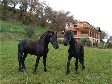 Cavallo Frisone
