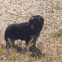 Pastori tedesco cuccipli ad Ostuni