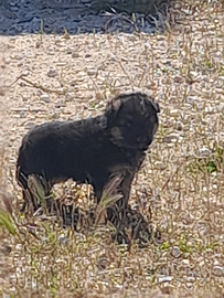 Pastori tedesco cuccipli ad Ostuni