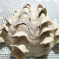 conchiglia tridacna gigante 