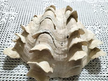 conchiglia tridacna gigante 