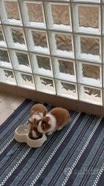 Due conigliette di sei mesi dolcissime e educate