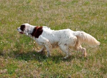 Setter Inglese Maschio 5 anni