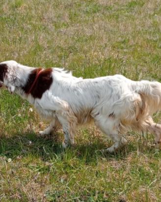 Setter Inglese Maschio 5 anni