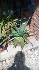 Aloe vera varie misure da 3€