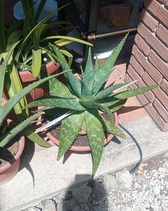 Aloe vera varie misure da 3€