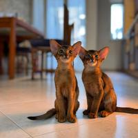 Cuccioli di razza Abissina