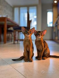 Cuccioli di razza Abissina