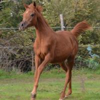 Puledra araba doc Anica