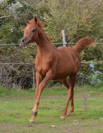 Puledra araba doc Anica