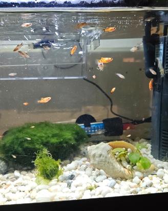 Pesci Platy