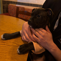 Pitbull cucciolo