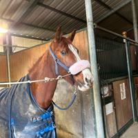 Cavallo