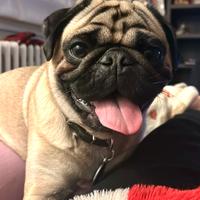 Carlino maschio per accoppiamento