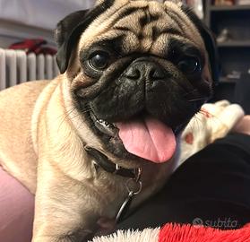 Carlino maschio per accoppiamento