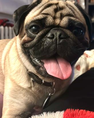 Carlino maschio per accoppiamento