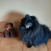 Accoppiamento per la monta