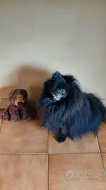 Accoppiamento per la monta