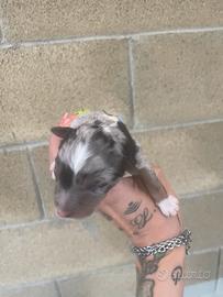 Border collie