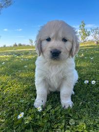 Ultima femmina di golden retriever