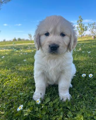 Ultima femmina di golden retriever