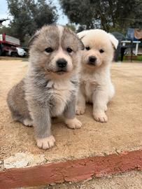 Akita inu giapponese