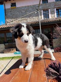 Milko cucciolo di pastore australiano