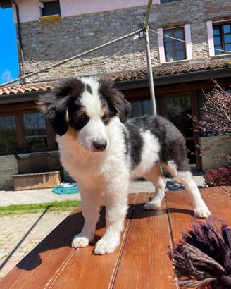 Milko cucciolo di pastore australiano