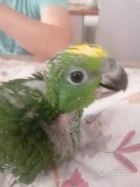 Amazzone fronte gialla allevata a mano