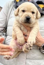 Cuccioli di Labrador