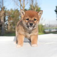 Cucciola di Shiba Rossa