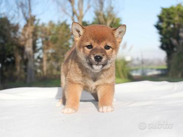 Cucciola di Shiba Rossa
