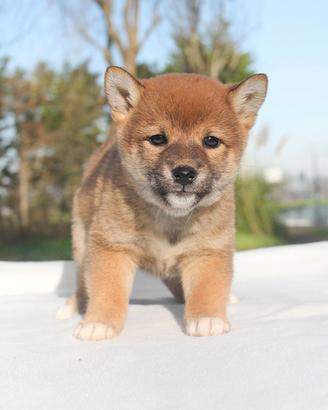Cucciola di Shiba Rossa