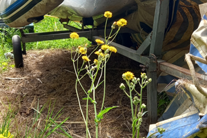 Carrellino + tender con fondo trasparente da siste