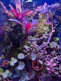 Terrario giganterra
