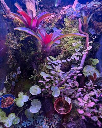 Terrario giganterra
