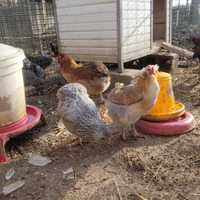 Araucana