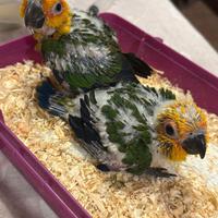 Canuri e caicchi