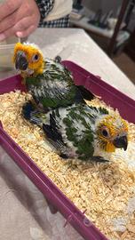 Canuri e caicchi