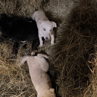 Cucciolo di cane