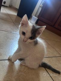 Gattini