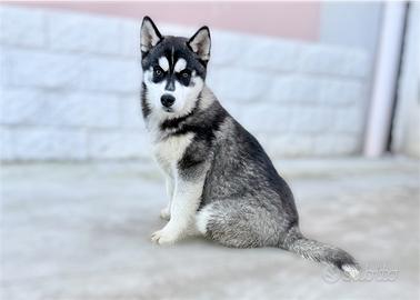 Cucciola Siberian Husky
