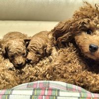 Cuccioli barboncino red