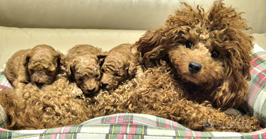 Cuccioli barboncino red