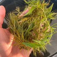 Cerathophyllum demersum da laghetto naturale