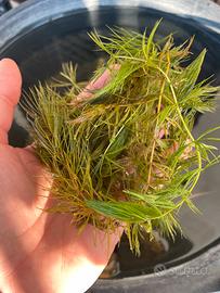 Cerathophyllum demersum da laghetto naturale