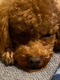 Barboncino red disponibile per monta